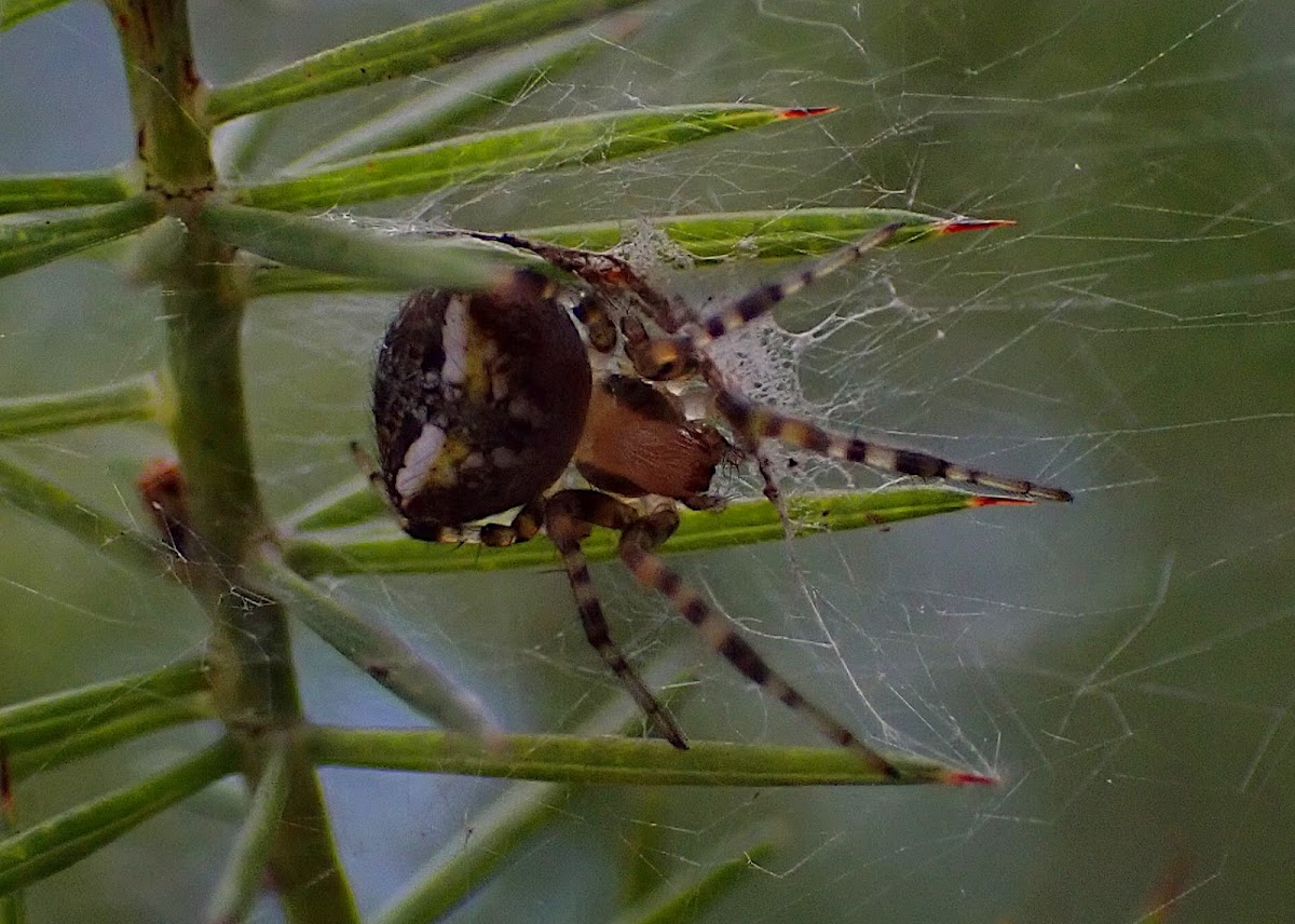 Winged Orb-weaver