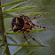 Winged Orb-weaver