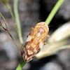 Meadow Froghopper