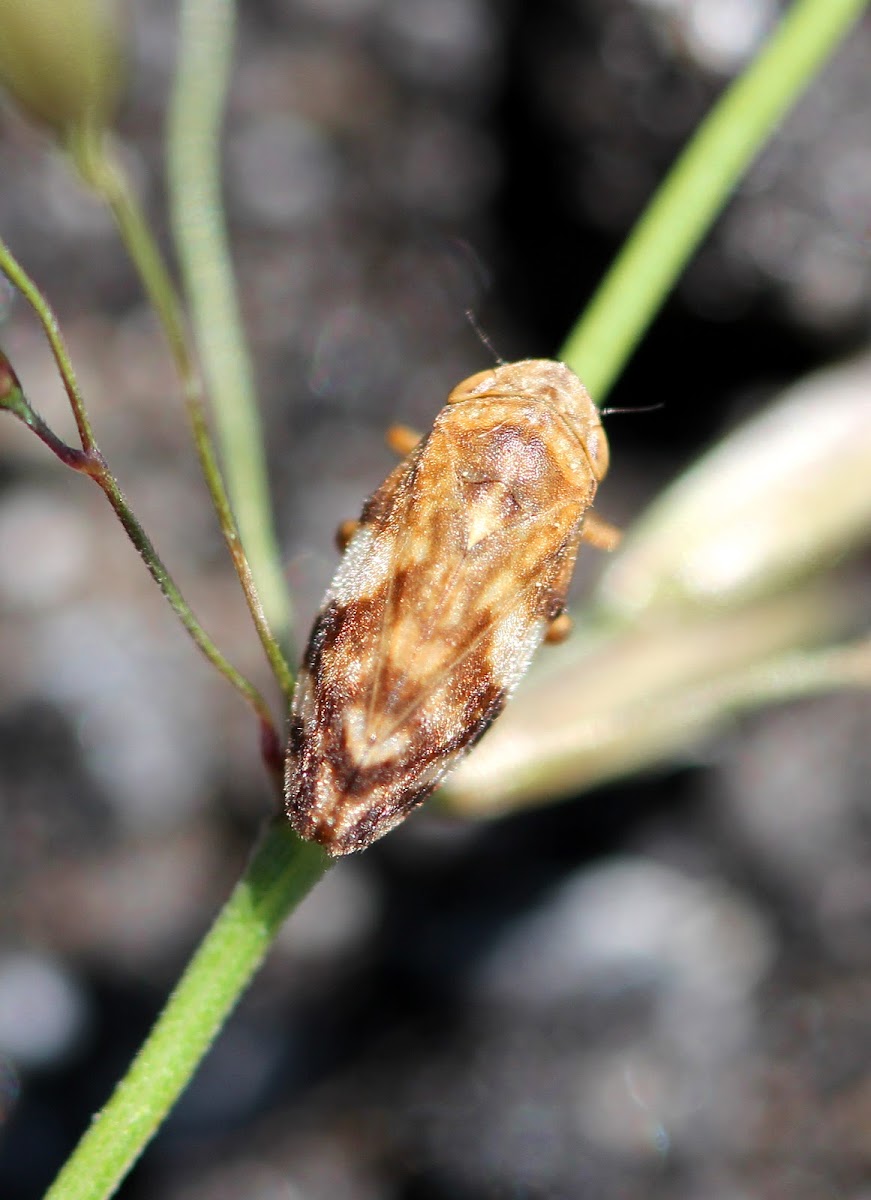 Meadow Froghopper