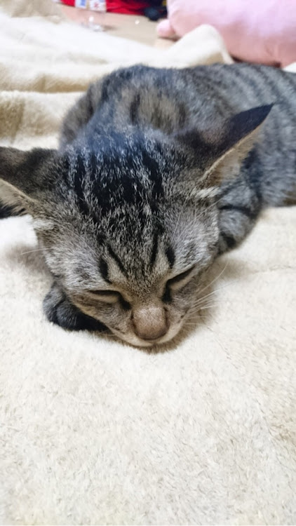 junchiさんが投稿した愛猫紹介・クロネコヤマトに関するカスタム事例の投稿画像1枚目