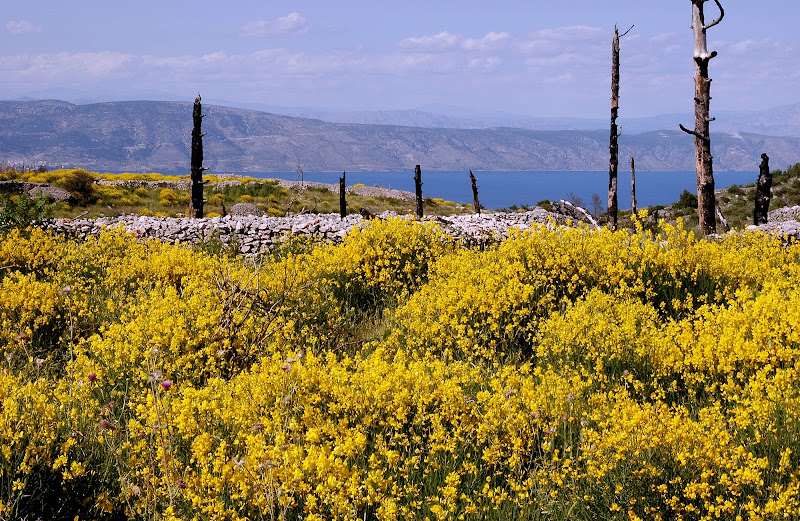 Fioritura di ginestre di benny48