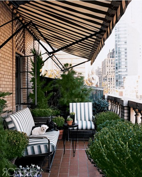 a balcony that includes plants , chairs and a dog