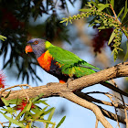 Rainbow Lorikeet