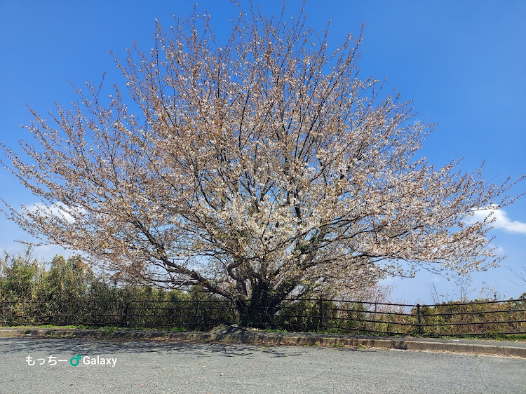 ヴィッツの岡山・桜と愛車・桜🌸シーズン・タッチペンは難しい😆に関するカスタム事例の投稿画像3枚目