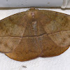 Leaf Mimic Moth