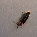 Common Eastern Firefly