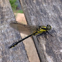 Common Clubtail