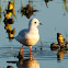 Ross's Gull