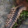 Flat-backed Millipede