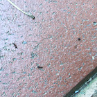 Pavement Ants