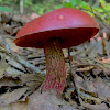 Russell's Bolete