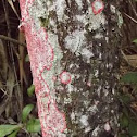 Christmas Lichen