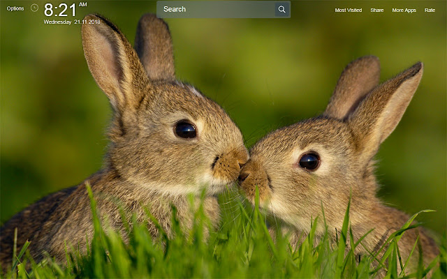 Cute Bunny Rabbit Wallpapers Theme New Tab