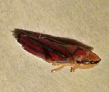 Candy-striped Leafhopper