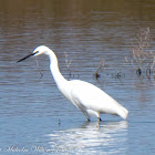 Little Egret; Garceta Común