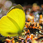 TREE YELLOW BUTTERFLY