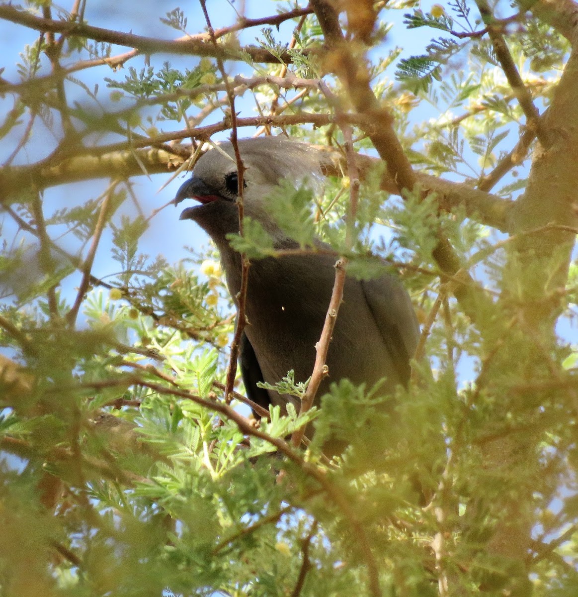 Grey go-away-bird