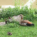 Egyptian goose