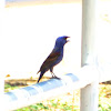 Blue Grosbeak - Male