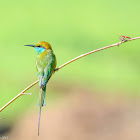 Green bee-eater