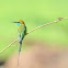 Green bee-eater