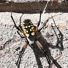 Yellow garden spider