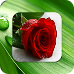 Rose Flower Photo Frames Apk