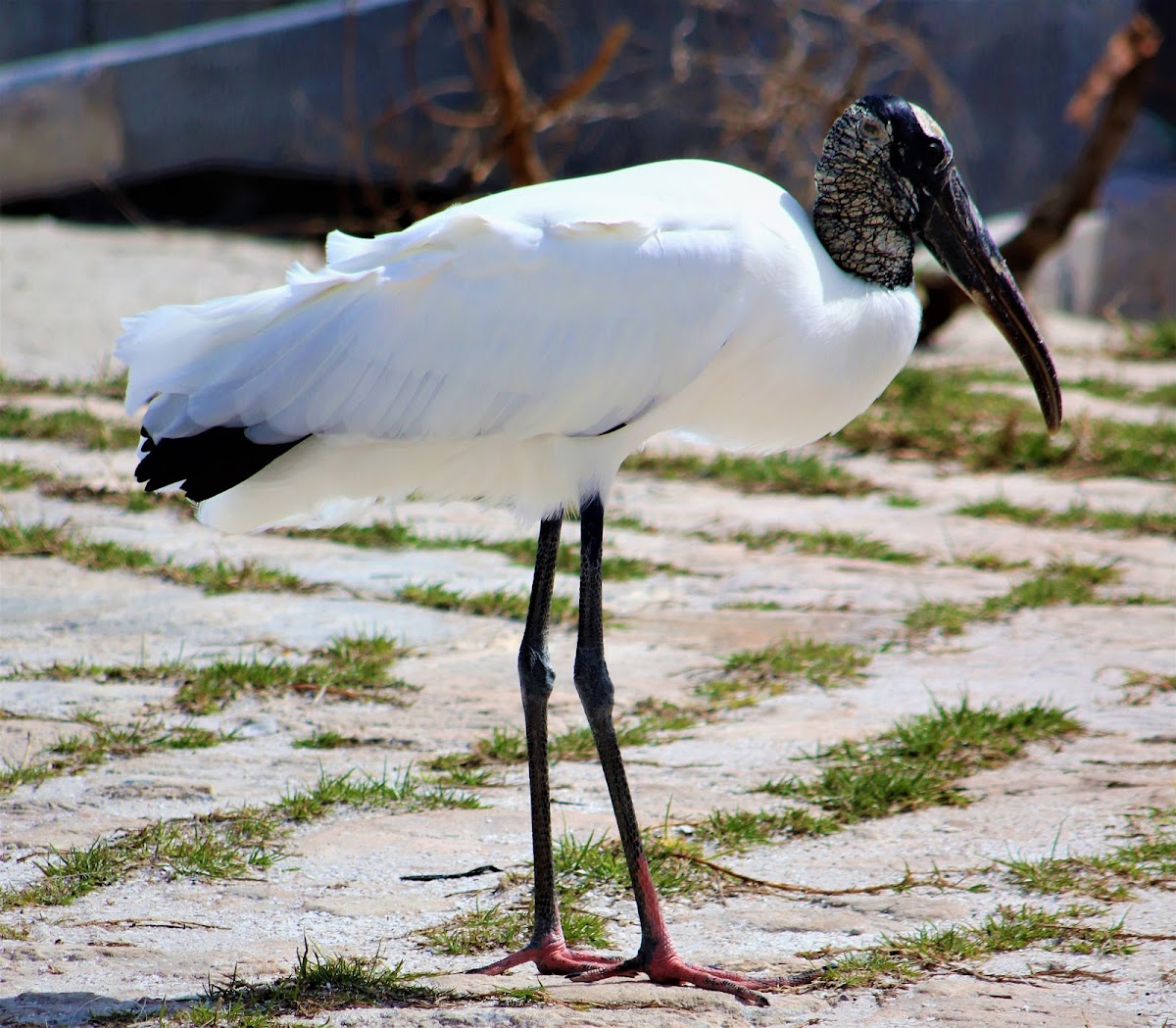 Wood Stork