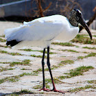 Wood Stork