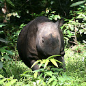 Sumatran Rhino