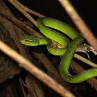 Philippine green tree viper, Philippine pit viper