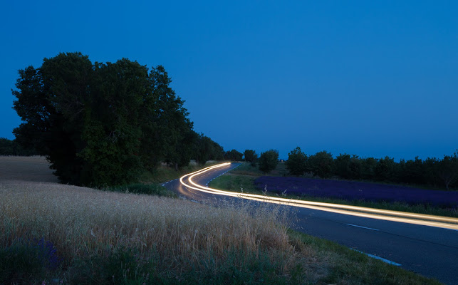 Al tramonto tra il grano e la lavanda di Dama