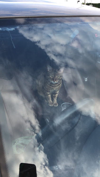 スイフトのローガン・CT愛猫部・健康診断・ハルヲの名前の由来に関するカスタム事例の投稿画像7枚目