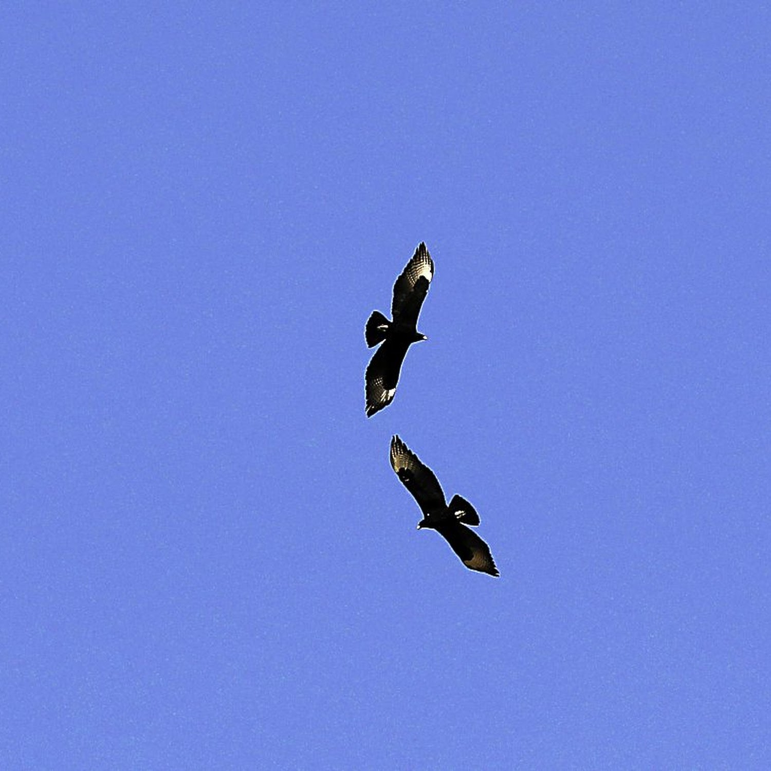 Eagle's maternal instincts defy nature as she hatches egg after mate flies  off