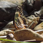 Bordered Patch