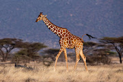 Two already slaughtered giraffes and six impalas were skinned by mourners as part of the preparations for the late Prince Mangosuthu Buthelezi’s funeral. File photo.