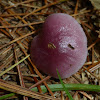 Lilac Bonnet