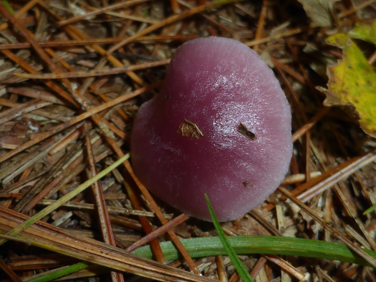 Lilac Bonnet