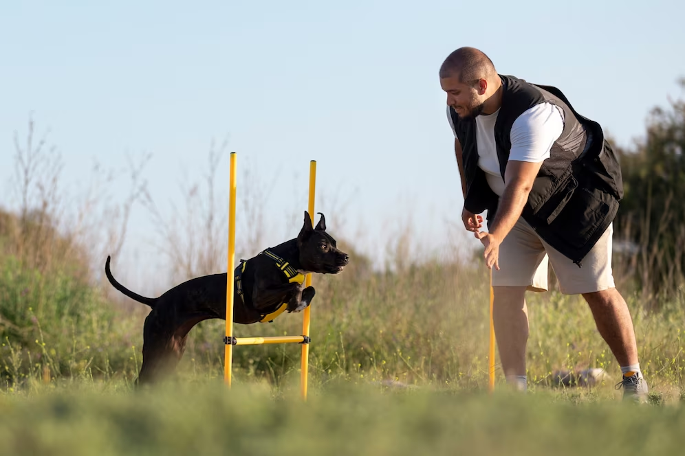 Sports Disciplines for Dogs: A Dive into Canine Competitions