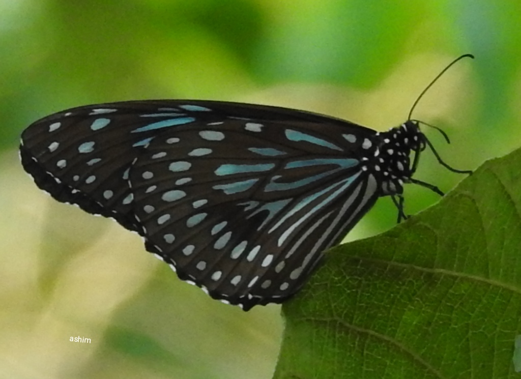 Dark Blue Tiger