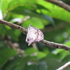 Glassy Tiger Butterfly