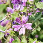 Zebra Mallow