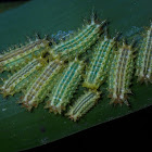 Stinging Nettle Slug Caterpillars