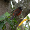 Pico de plata (hembra) / Crimson-backed Tanager (female)