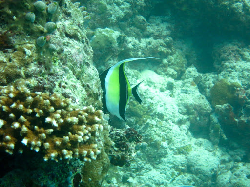 Underwater in The Maldives 2014