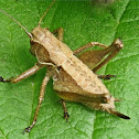 Dark bush-cricket