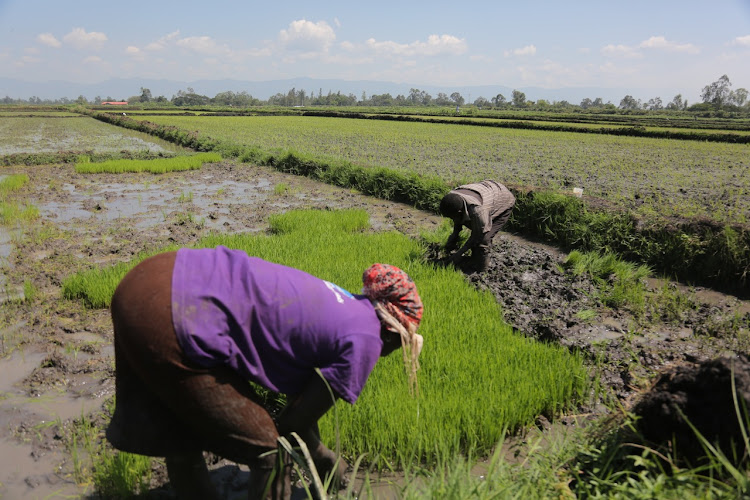 Rice farmers at Ahero Irrigation Scheme in Kisumu county.