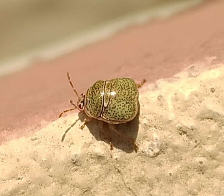 Globular stink bug/kudzu bug