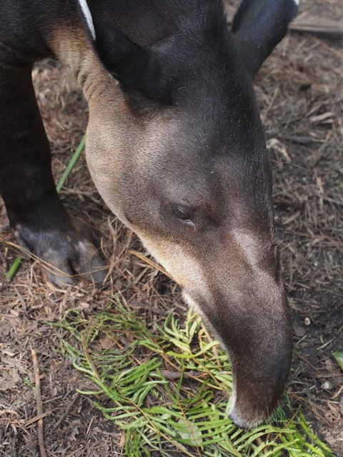 Baird's Tapir